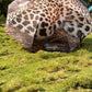 JAG Wildlife Series Exotic Umbrella | Inspired By The Forest |