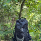 JAG Aranya 54L Backpack | Air Flow Back Support | Twin Aluminium Rods + Mesh | Alpine Sunset