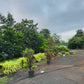 Luxury Side Pole Roman Umbrella | 360 Degrees Rotational | Water Base | 3.3 mtrs each side | Jumbo Size