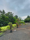 Luxury Side Pole Roman Umbrella | 360 Degrees Rotational | Water Base | 3.3 mtrs each side | Jumbo Size